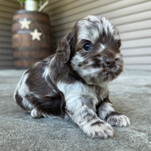Cockapoo Puppy Raven