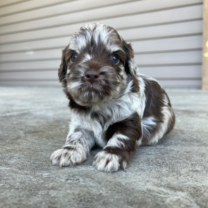 Cockapoo Puppy Raven