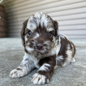 Cockapoo Puppy Raven