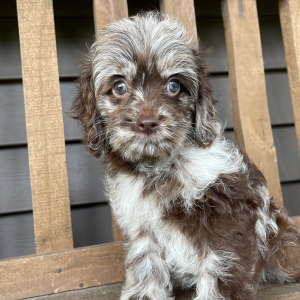 Cockapoo Puppy Raven