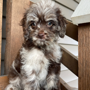 Cockapoo Puppy Raven