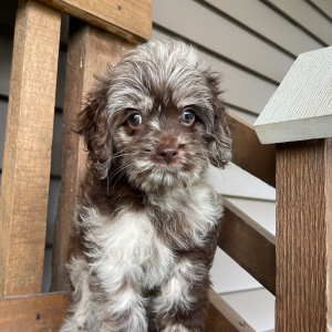 Cockapoo Puppy Raven