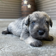 Miniature Schnauzer Puppy Myla
