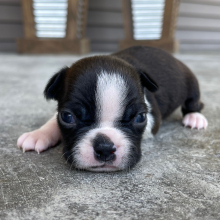 Boston Terrier Puppy Karter