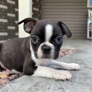 Boston Terrier Puppy Karter