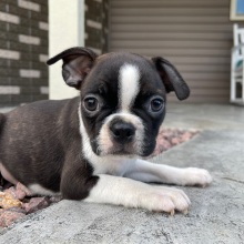 Boston Terrier Puppy Karter
