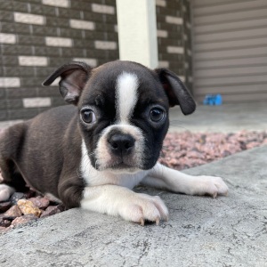 Boston Terrier Puppy Karter