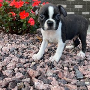 Boston Terrier Puppy Karter