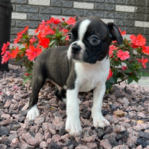 Boston Terrier Puppy Karter