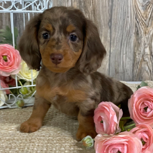 Dachshund Puppy Ada
