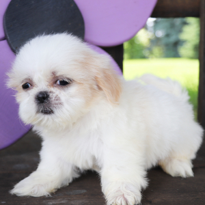 Shih Tzu Puppy Missy