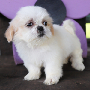Shih Tzu Puppy Missy