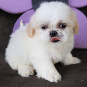 Shih Tzu Puppy Missy