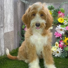 Goldendoodle Puppy Juliet