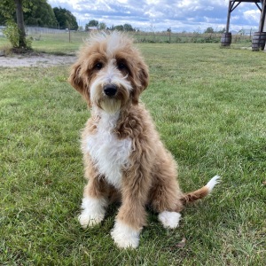 Goldendoodle Puppy Juliet