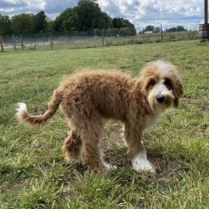 Goldendoodle Puppy Juliet