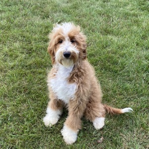 Goldendoodle Puppy Juliet