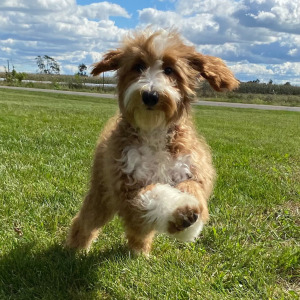 Goldendoodle Puppy Juliet