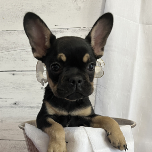 French Bulldog Puppy Jax