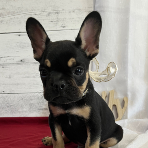 French Bulldog Puppy Jax