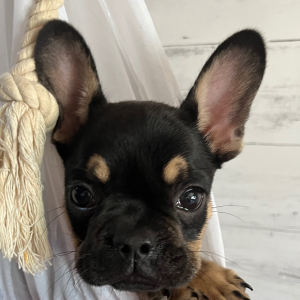 French Bulldog Puppy Jax