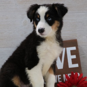 Australian Shepherd Puppy Jaxon