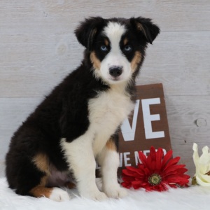 Australian Shepherd Puppy Jaxon