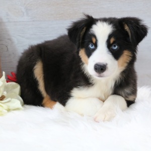 Australian Shepherd Puppy Jaxon
