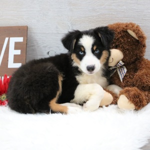 Australian Shepherd Puppy Jaxon