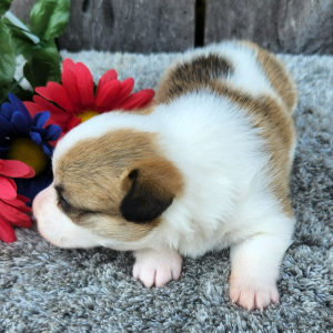 Pembroke Welsh Corgi Puppy Yuri