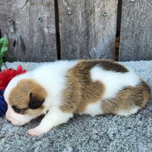 Pembroke Welsh Corgi Puppy Yuri