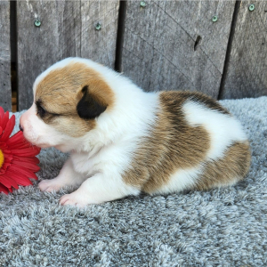 Pembroke Welsh Corgi Puppy Yuri