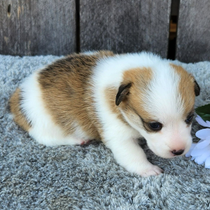 Pembroke Welsh Corgi Puppy Yuri
