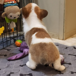 Pembroke Welsh Corgi Puppy Yuri