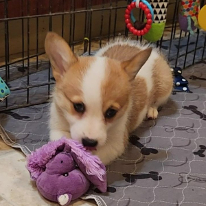 Pembroke Welsh Corgi Puppy Yuri
