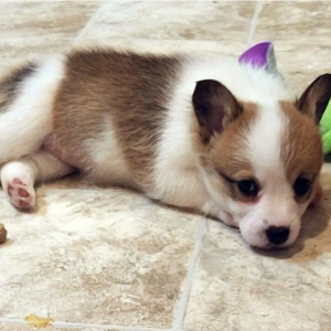 Pembroke Welsh Corgi Puppy Yuri