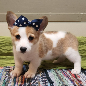 Pembroke Welsh Corgi Puppy Yuri