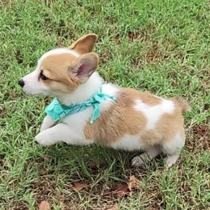 Pembroke Welsh Corgi Puppy Yuri
