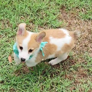 Pembroke Welsh Corgi Puppy Yuri