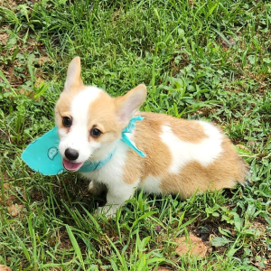 Pembroke Welsh Corgi Puppy Yuri