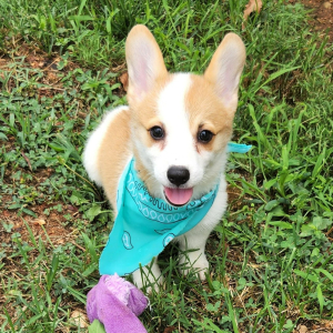 Pembroke Welsh Corgi Puppy Yuri