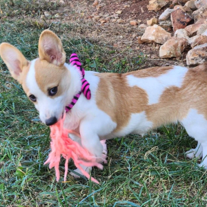 Pembroke Welsh Corgi Puppy Yuri