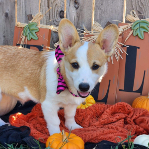 Pembroke Welsh Corgi Puppy Yuri