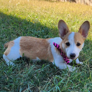 Pembroke Welsh Corgi Puppy Yuri