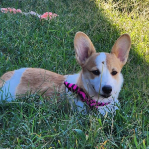 Pembroke Welsh Corgi Puppy Yuri