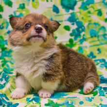 Pembroke Welsh Corgi Puppy Mort