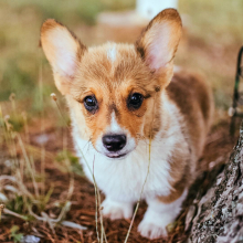 Pembroke Welsh Corgi Puppy Mort