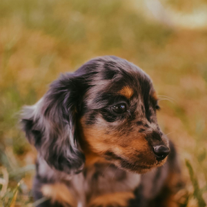 Dachshund Puppy Lynette