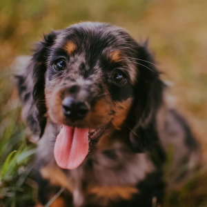 Dachshund Puppy Lynette