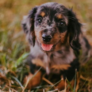 Dachshund Puppy Lynette